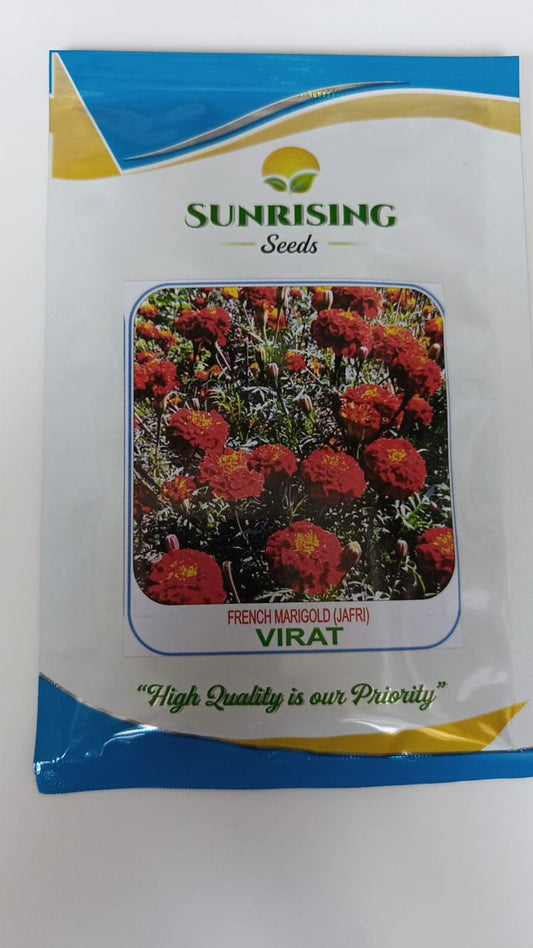 Virat French Marigold Jafri