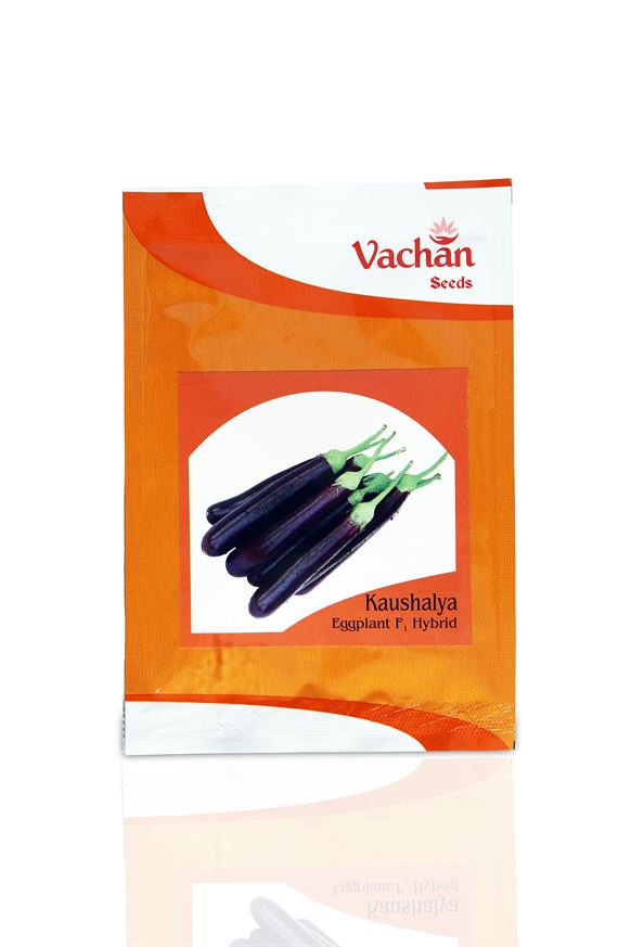 Kaushalya Eggplant F1 Hybrid Brinjal Seeds - Vachan Seeds