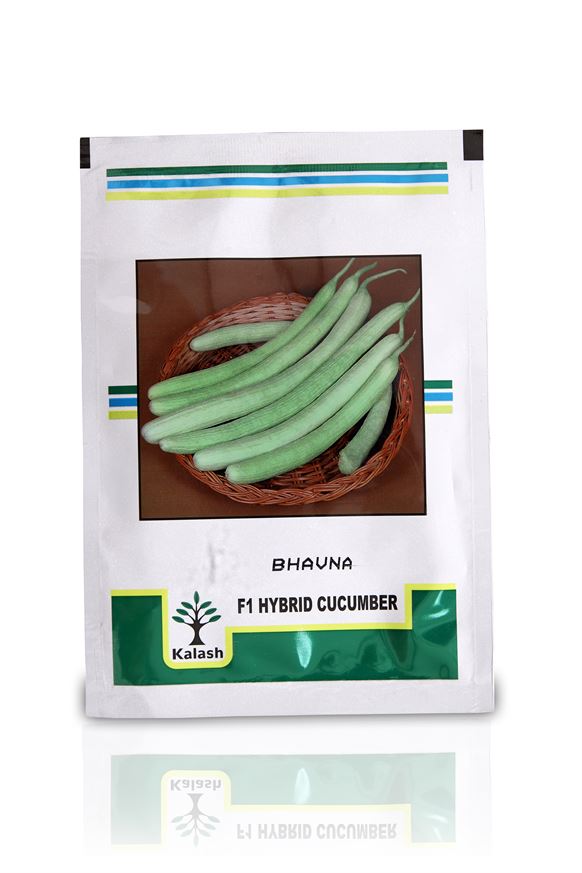 Bhavna F1 Hybrid Cucumber Seeds - Kalash Seeds