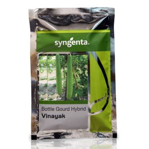 Vinayak Hybrid Bottle Gourd Seeds - Syngenta Seeds