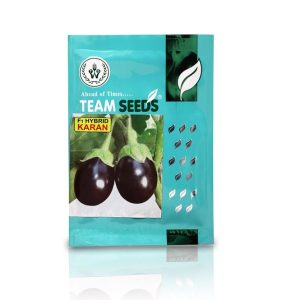 Karan F1 Hybrid Brinjal Seeds - Team Seeds