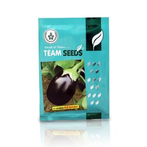 Keshav F1 Hybrid Brinjal Seeds - Team Seeds