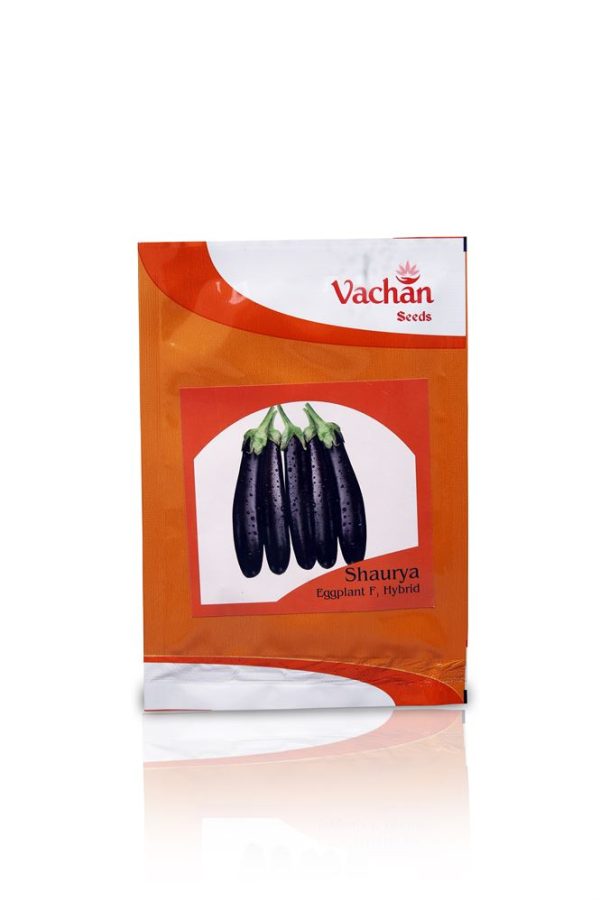 Shaurya Eggplant F1 Hybrid Seeds - Vachan Seeds