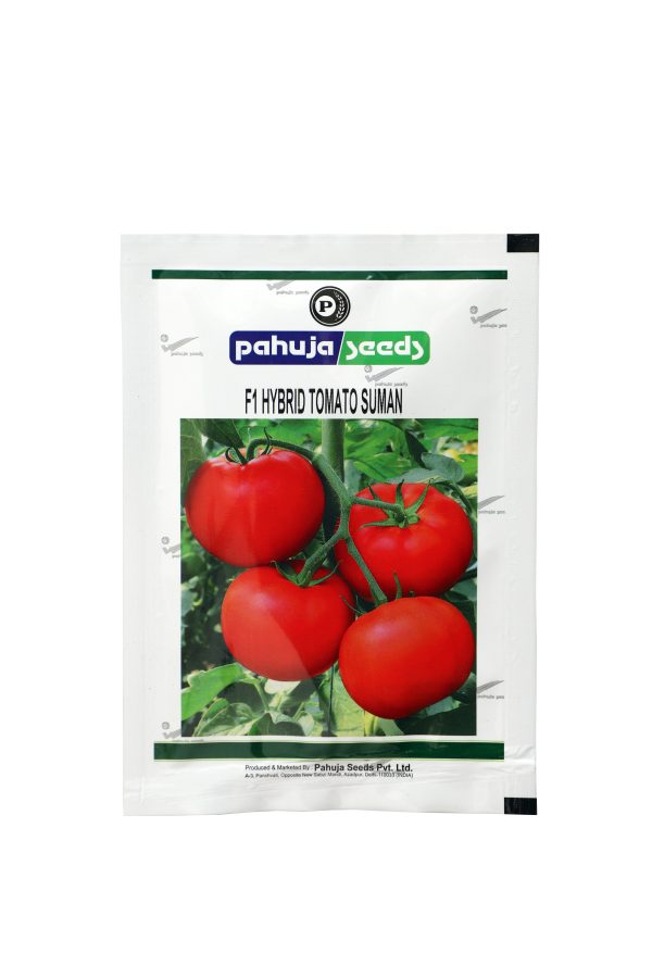 Suman Tomato Seeds - Pahuja Seeds