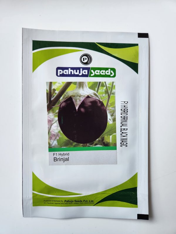 Black Magic F1 Hybrid Brinjal Seeds - Pahuja Seeds
