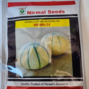 NMMH-24 Hybrid Musk Melon Seeds - Nirmal Seeds