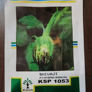 KSP 1053 F1 Brinjal Seeds - Shivaji Seeds