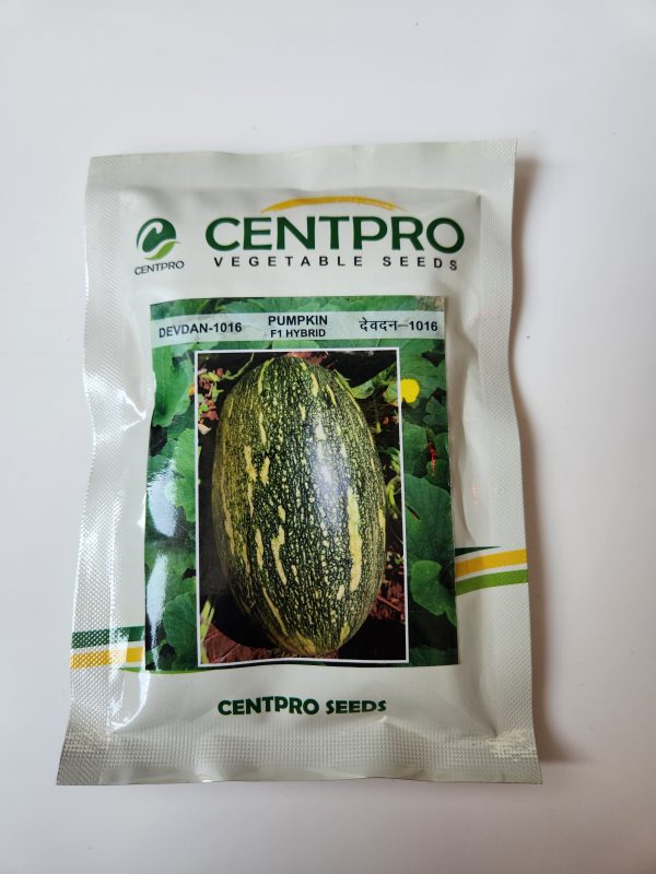 Devdan-1016 F1 Hybrid Pumpkin Seeds - Centpro Vegetable Seeds