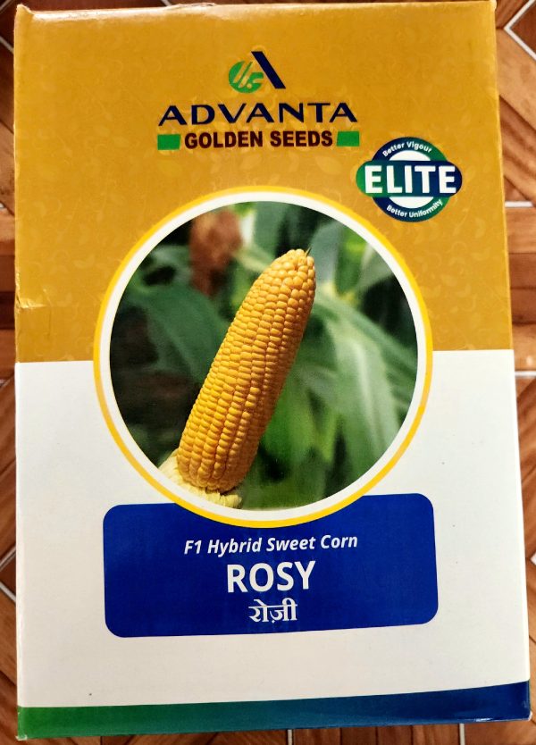 Rosy F1 Sweet Corn seeds - Advanta Golden Seeds